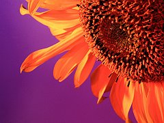 Sunflower Bliss, Germany